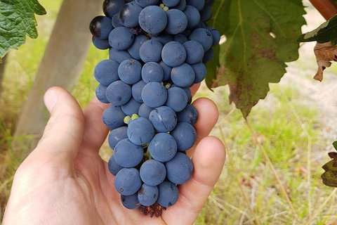 5 Hours Wineries, Coffee Tasting, Forest & Lunch At The Berry Farm - Events Australia 18