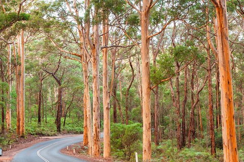 5 Hours Wineries, Coffee Tasting, Forest & Lunch At The Berry Farm - Events Australia 13