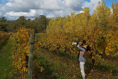 5 Hours Wineries, Coffee Tasting, Forest & Lunch At The Berry Farm - Events Australia 17
