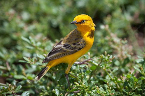 Lake Argyle Birdwatching Charter - Events Australia 1