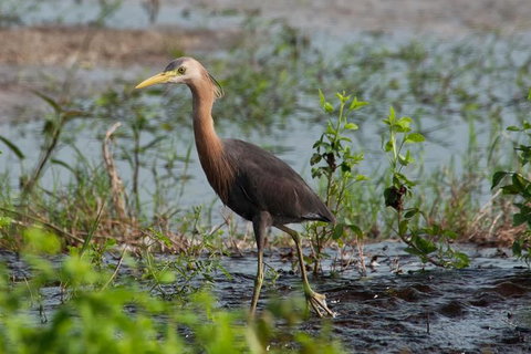 Lake Argyle Birdwatching Charter - Events Australia 9