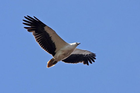 Lake Argyle Birdwatching Charter - Events Australia 4