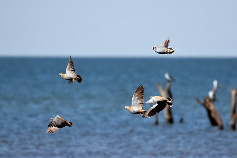 Lake Argyle Birdwatching Charter - Events Australia 8