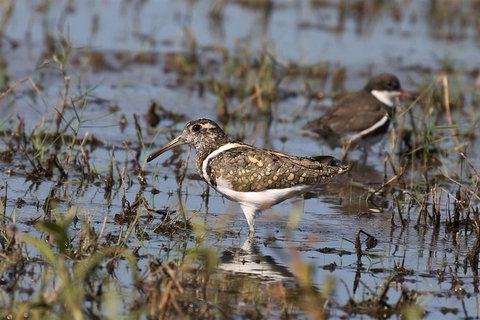 Lake Argyle Birdwatching Charter - Events Australia 7