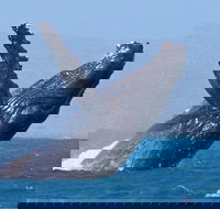 Sunset Cruise Wildlife Watching - Events Australia