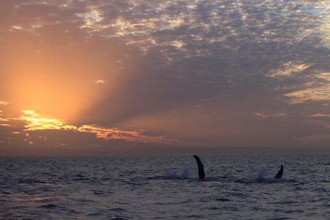 Sunset Cruise Wildlife Watching - Events Australia 5