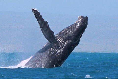 Sunset Cruise Wildlife Watching - Events Australia 2