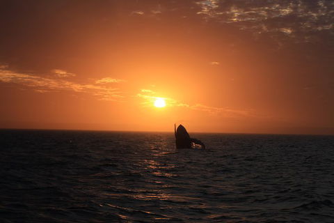 Sunset Cruise Wildlife Watching - Events Australia 4