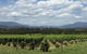 Yarra Valley Wine And Winery Tour From Melbourne - thumb 5