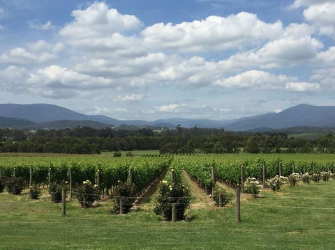 Yarra Valley Wine And Winery Tour From Melbourne - Events Australia 5