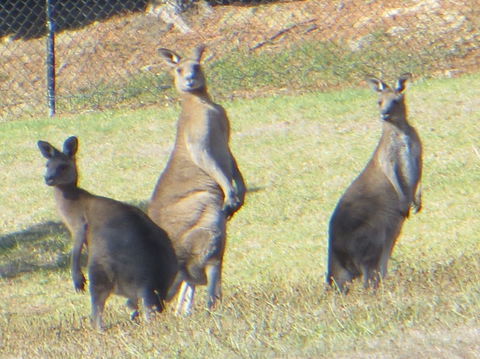 Yarra Valley Wine And Winery Tour From Melbourne - Events Australia 9