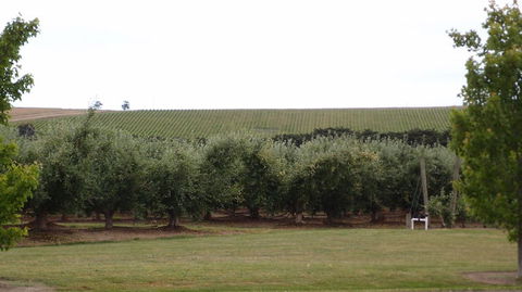 Yarra Valley Wine And Winery Tour From Melbourne - Events Australia 7