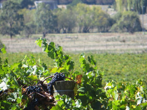 Yarra Valley Wine And Winery Tour From Melbourne - Events Australia 8