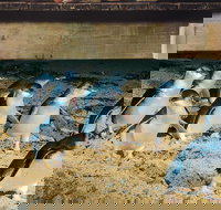 Half Day Phillip Island Penguin Parade PLUS Tour - Events Australia