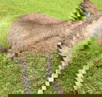 2 Day Exclusively Private Tour Of Phillip Island  The Penguin Parade - Events Australia