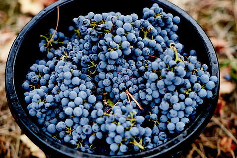 Half Day Yarra Valley Winery Day Trip From Melbourne - Events Australia 4