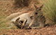 Werribee Open Range Zoo General Admission Ticket - thumb 7