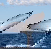 Phillip Island Whale Watching Tour - Events Australia