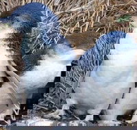 Day Tour of Phillip Island Nature Parks  Penguins - Events Australia