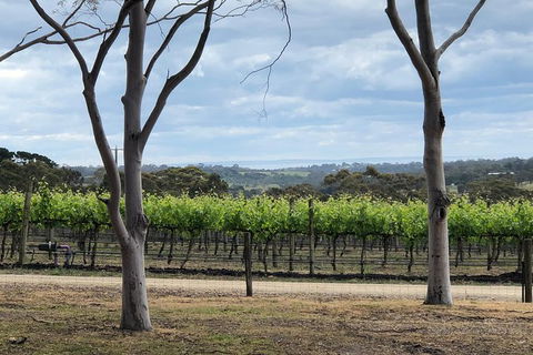 Yarra Valley Wine Tour Inc Lunch With A Glass Of Wine, Tastings And Chocolate - Events Australia 11