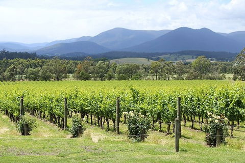 Yarra Valley Wine & Food Day Tour From Melbourne With Lunch At Yering Station - Events Australia 11
