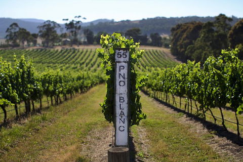 Small Group 6 Guests: Ultimate Yarra Valley Food And Wine - Mercedes Van - Events Australia 8
