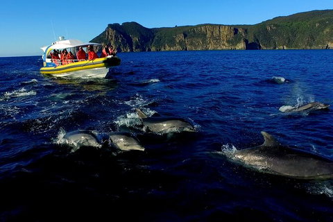 3-Hour Tasman Peninsula Wilderness Cruise From Port Arthur - Events Australia 4