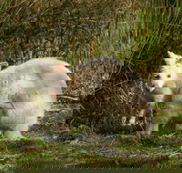 Bruny Island premium private photo-oriented day tour from Hobart - Events Australia