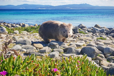 3-Day: Hobart Nature Walking Tour: Maria Island, Cape Raoul & Mount Field - Events Australia 7
