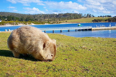 3-Day: Hobart Nature Walking Tour: Maria Island, Cape Raoul & Mount Field - Events Australia 14