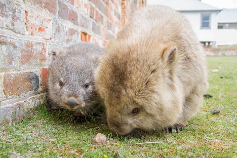 3-Day: Hobart Nature Walking Tour: Maria Island, Cape Raoul & Mount Field - Events Australia 4