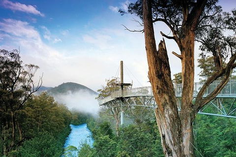 Cruise Ship Special From Hobart: Mt Wellington And Tahune AirWalk - Events Australia 2
