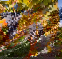 Tastes and Wines - Events Australia