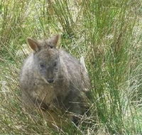 Leven Canyon Day Trip Including Wings Wildlife Park or Gunns Plains Caves from Devonport Ulverstone or Burnie - Events Australia