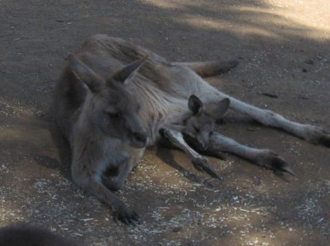 Cruise Ship Special Ex Hobart: Mt Wellington, Richmond, Bonorong With Free WiFi - Events Australia 7