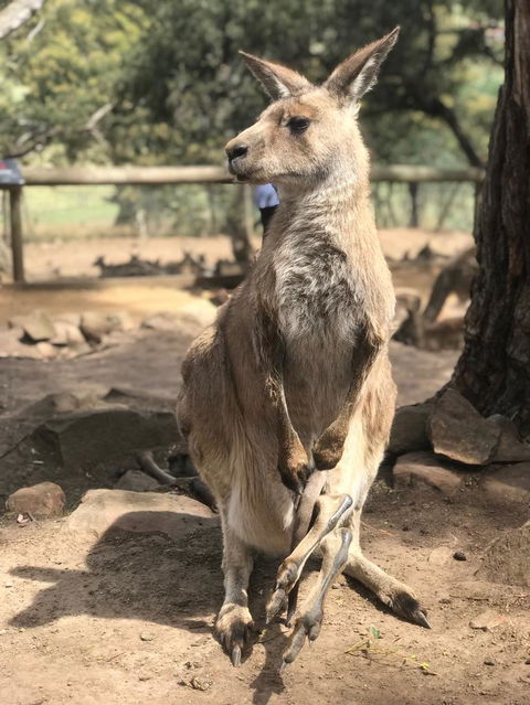 Cruise Ship Special Ex Hobart: Mt Wellington, Richmond, Bonorong With Free WiFi - Events Australia 2