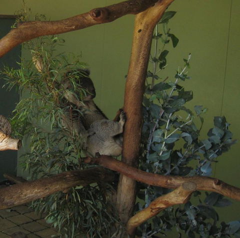 Cruise Ship Special Ex Hobart: Mt Wellington, Richmond, Bonorong With Free WiFi - Events Australia 6