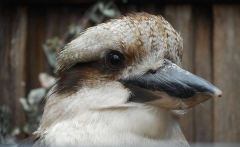 Cruise Ship Special Ex Hobart: Mt Wellington, Richmond, Bonorong With Free WiFi - Events Australia 12