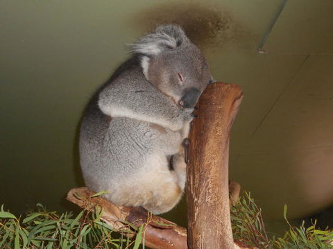 Cruise Ship Special Ex Hobart: Mt Wellington, Richmond, Bonorong With Free WiFi - Events Australia 13