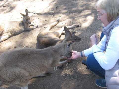 Cruise Ship Special Ex Hobart: Mt Wellington, Richmond, Bonorong With Free WiFi - Events Australia 8