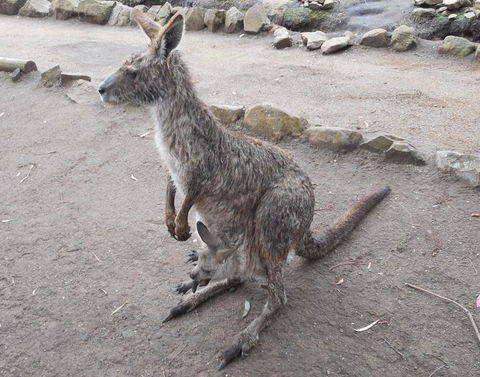 Cruise Ship Special Ex Hobart: Mt Wellington, Richmond, Bonorong With Free WiFi - Events Australia 14