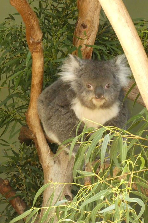 Cruise Ship Special Ex Hobart: Mt Wellington, Richmond, Bonorong With Free WiFi - Events Australia 5