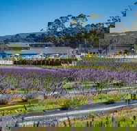 Private Tasman Peninsula Cruise Ship Tour from Port Arthur - Events Australia