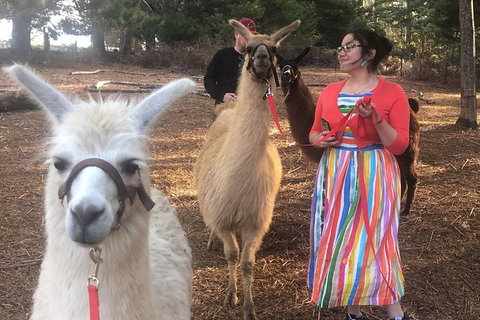 Unguided Family Llama Walk - Events Australia 1