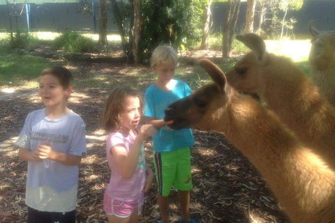 Unguided Family Llama Walk - Events Australia 0