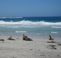 Kangaroo Island in a Day Tour from Adelaide - Tourism Bookings