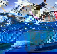 White Shark Tour with Optional Cage Dive from Port Lincoln - Events Australia