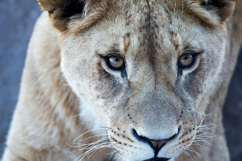 Lions At Bedtime And A Day At Monarto Safari Park - Events Australia 1