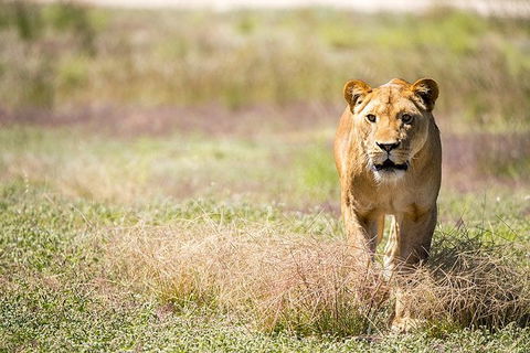 Lions At Bedtime And A Day At Monarto Safari Park - Events Australia 0