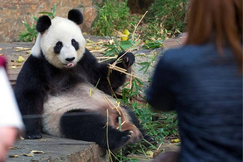 Adelaide Zoo Behind The Scenes Experience: Panda And Friends Tour - Events Australia 1
